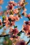 Фестиваль цветущих персиков в Пекине
